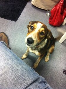 Besuch von Gooding.de